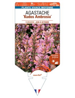 AGASTACHE Kudos Ambrosia
