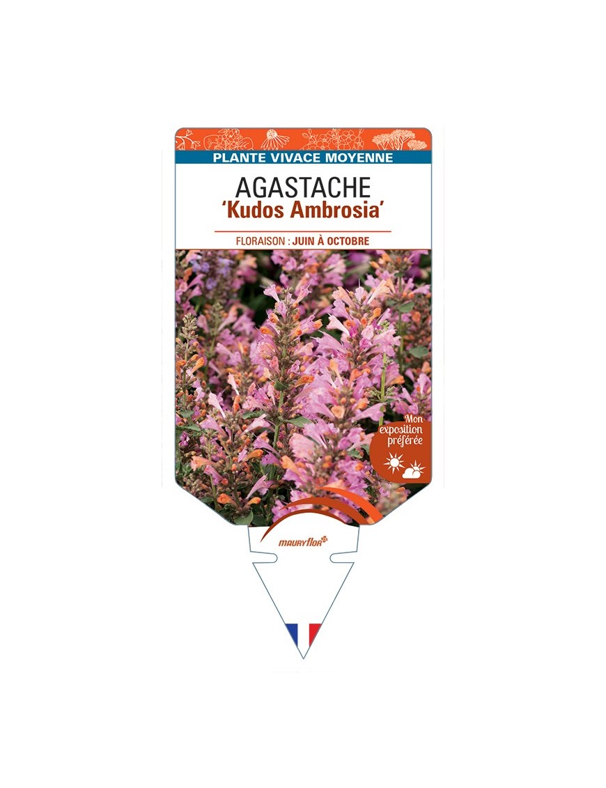 AGASTACHE Kudos Ambrosia