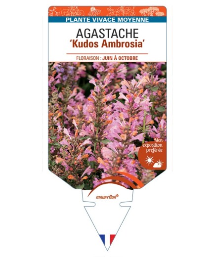 AGASTACHE Kudos Ambrosia
