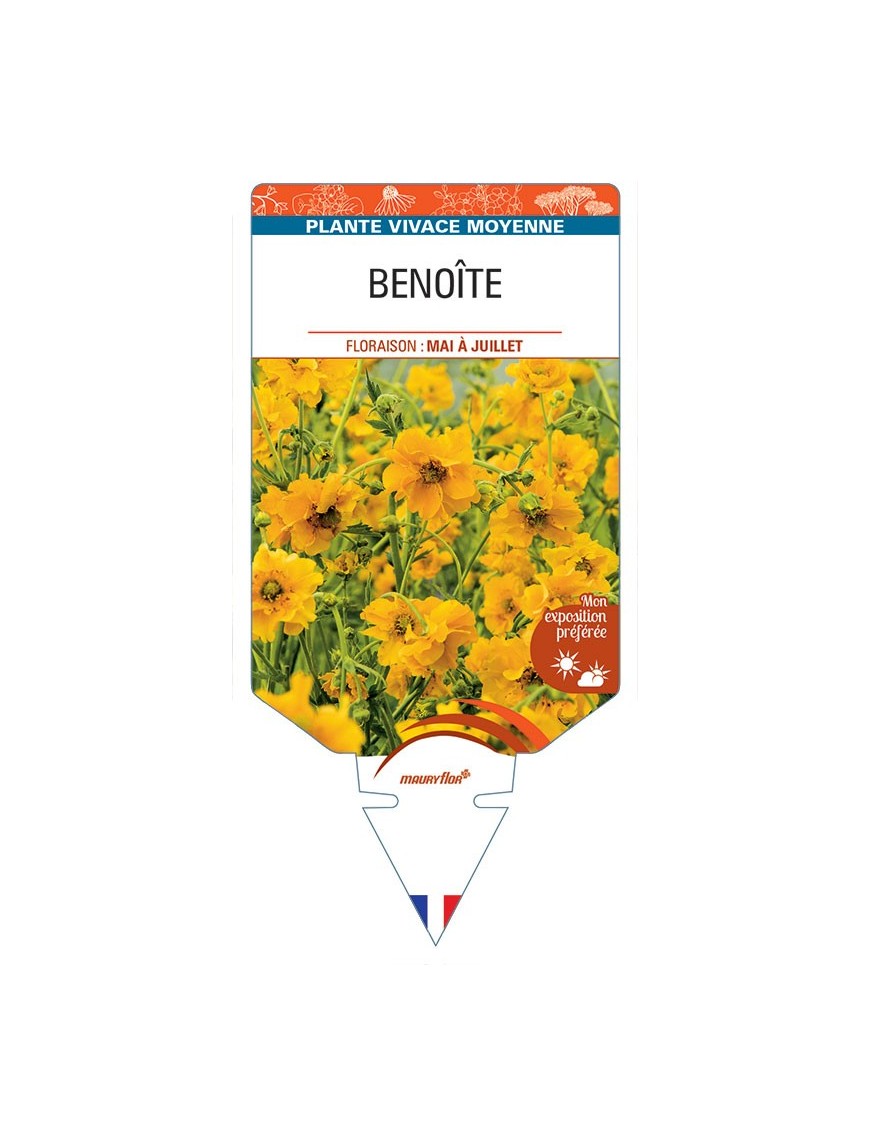 BENOITE (jaune) *