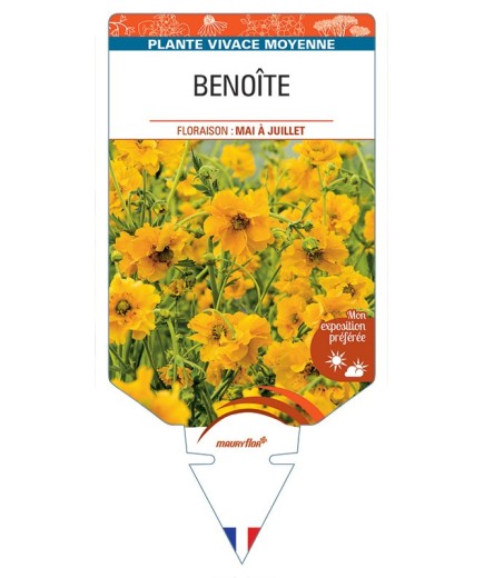BENOITE (jaune) *