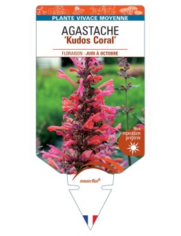 AGASTACHE Kudos Coral