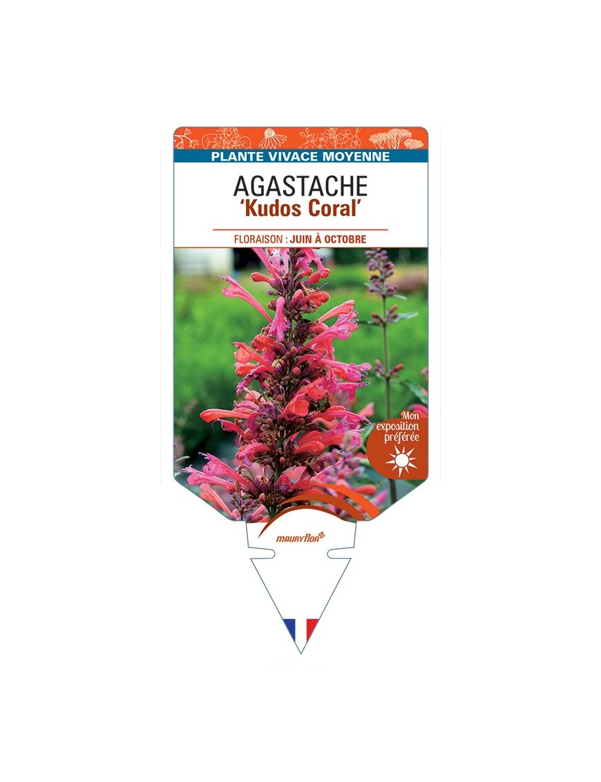 AGASTACHE Kudos Coral