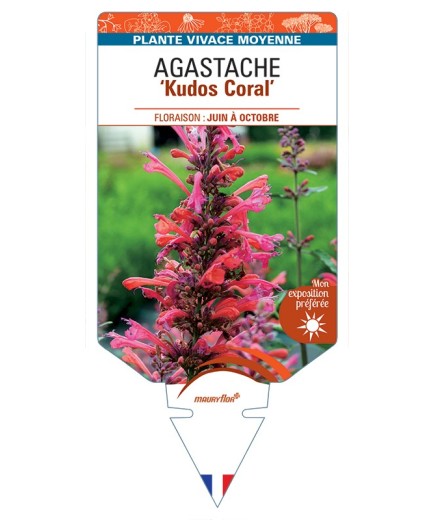 AGASTACHE Kudos Coral