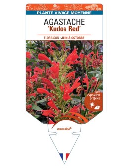 AGASTACHE Kudos Red