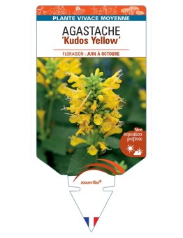 AGASTACHE Kudos Yellow