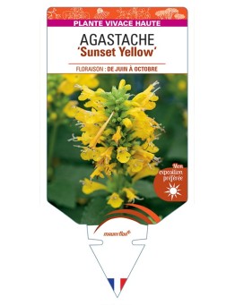 AGASTACHE Sunset Yellow