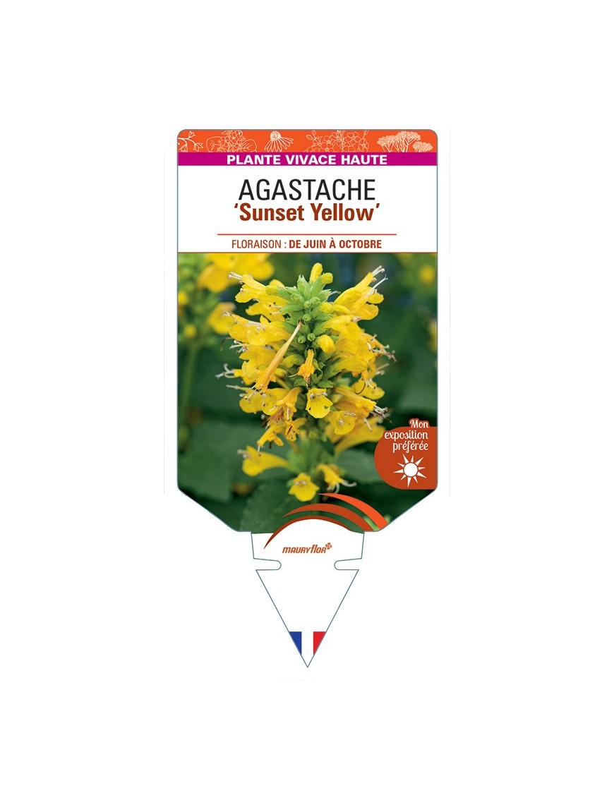 AGASTACHE Sunset Yellow