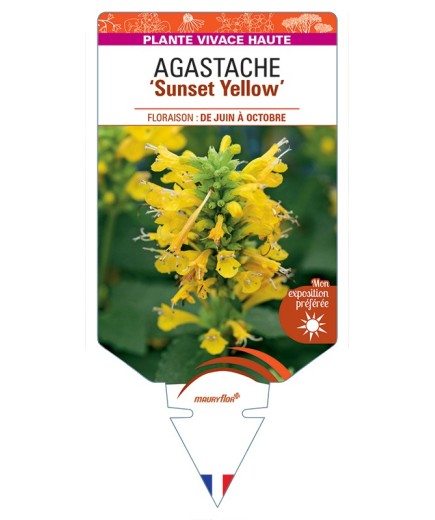 AGASTACHE Sunset Yellow