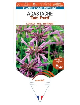 AGASTACHE Tutti Frutti
