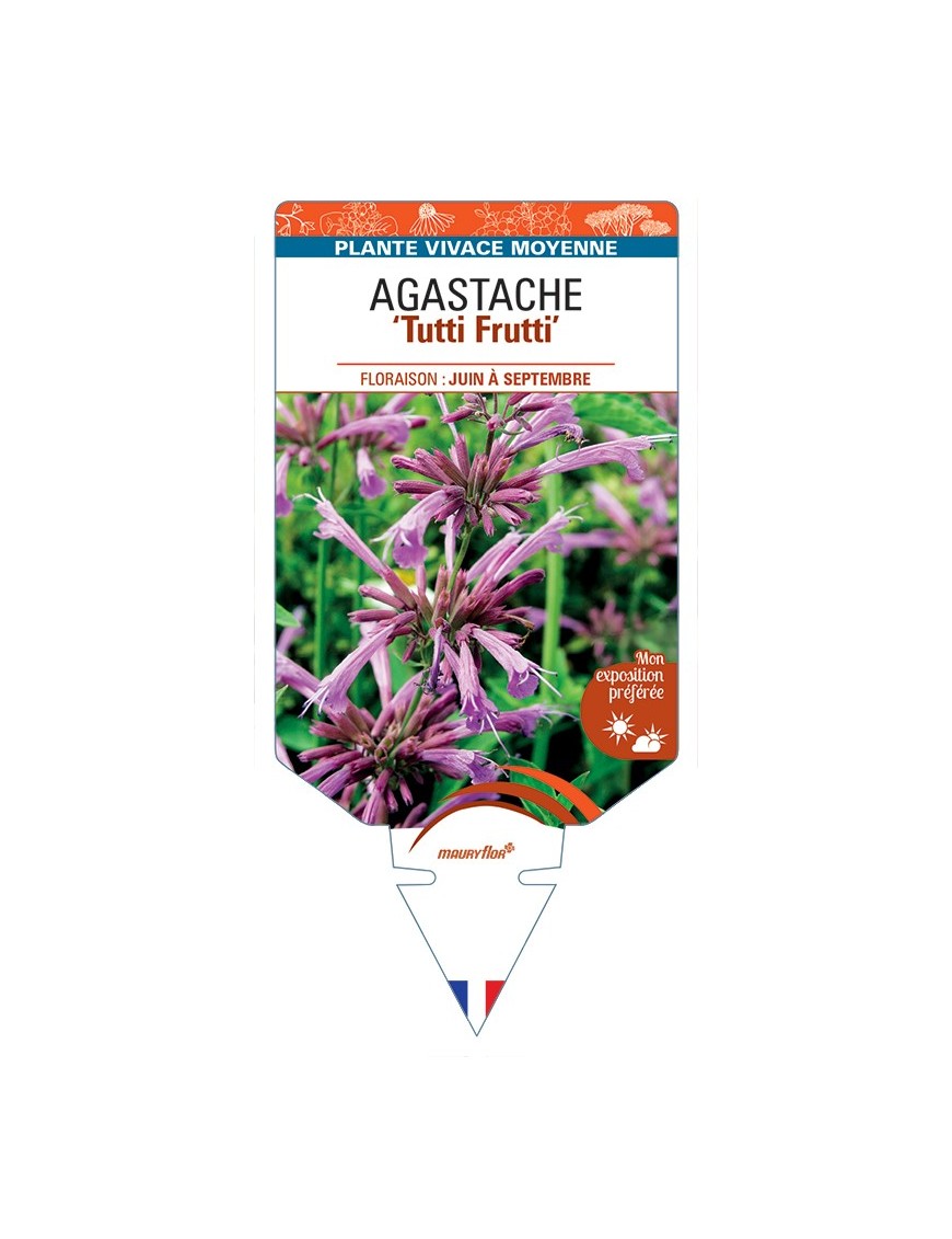 AGASTACHE Tutti Frutti