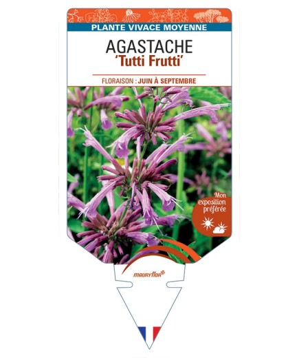 AGASTACHE Tutti Frutti