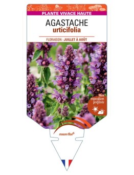 AGASTACHE URTICIFOLIA (mauve)