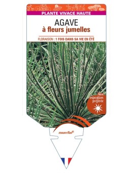 AGAVE à fleurs jumelles
