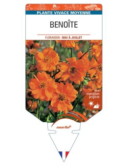 BENOITE (orange) *