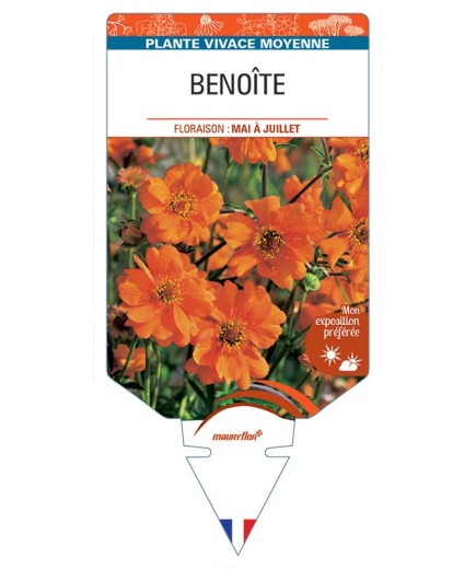 BENOITE (orange) *