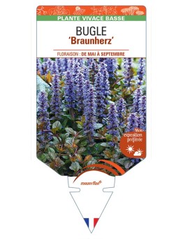 AJUGA reptans Braunherz voir Bugle
