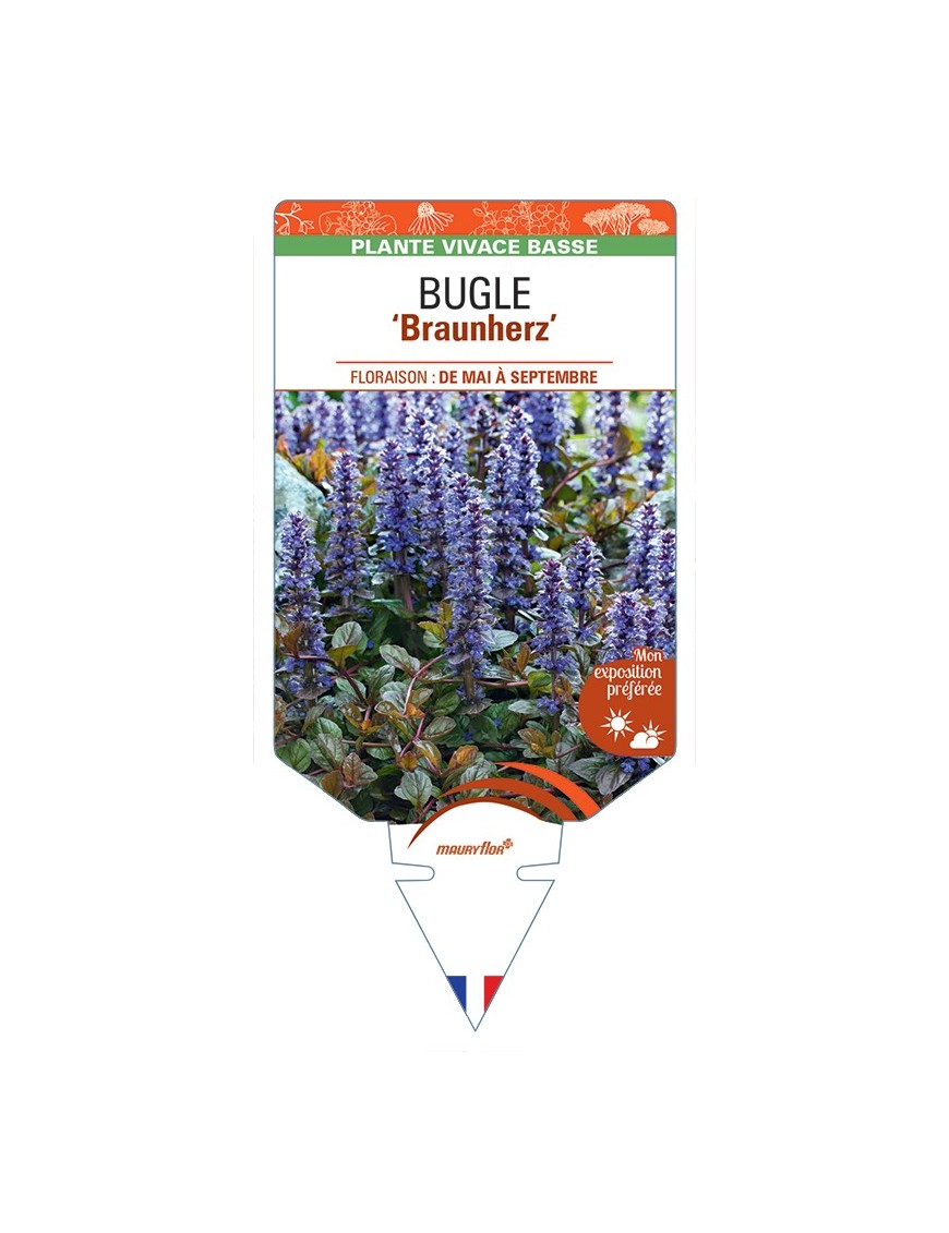AJUGA reptans Braunherz voir Bugle