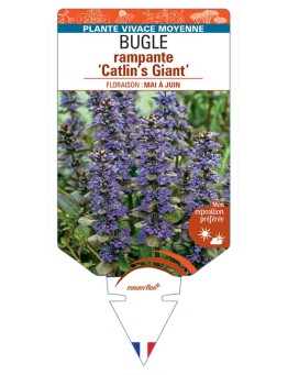 AJUGA reptans Catlin's Giant voir Bugle rampante