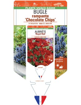 AJUGA reptans Chocolate Chips voir Bugle rampante