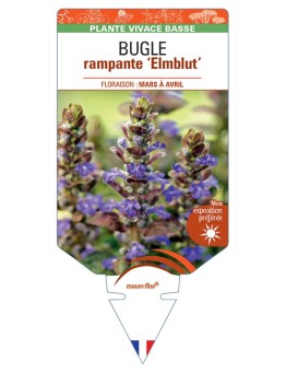 AJUGA reptans Elmblut voir Bugle rampante