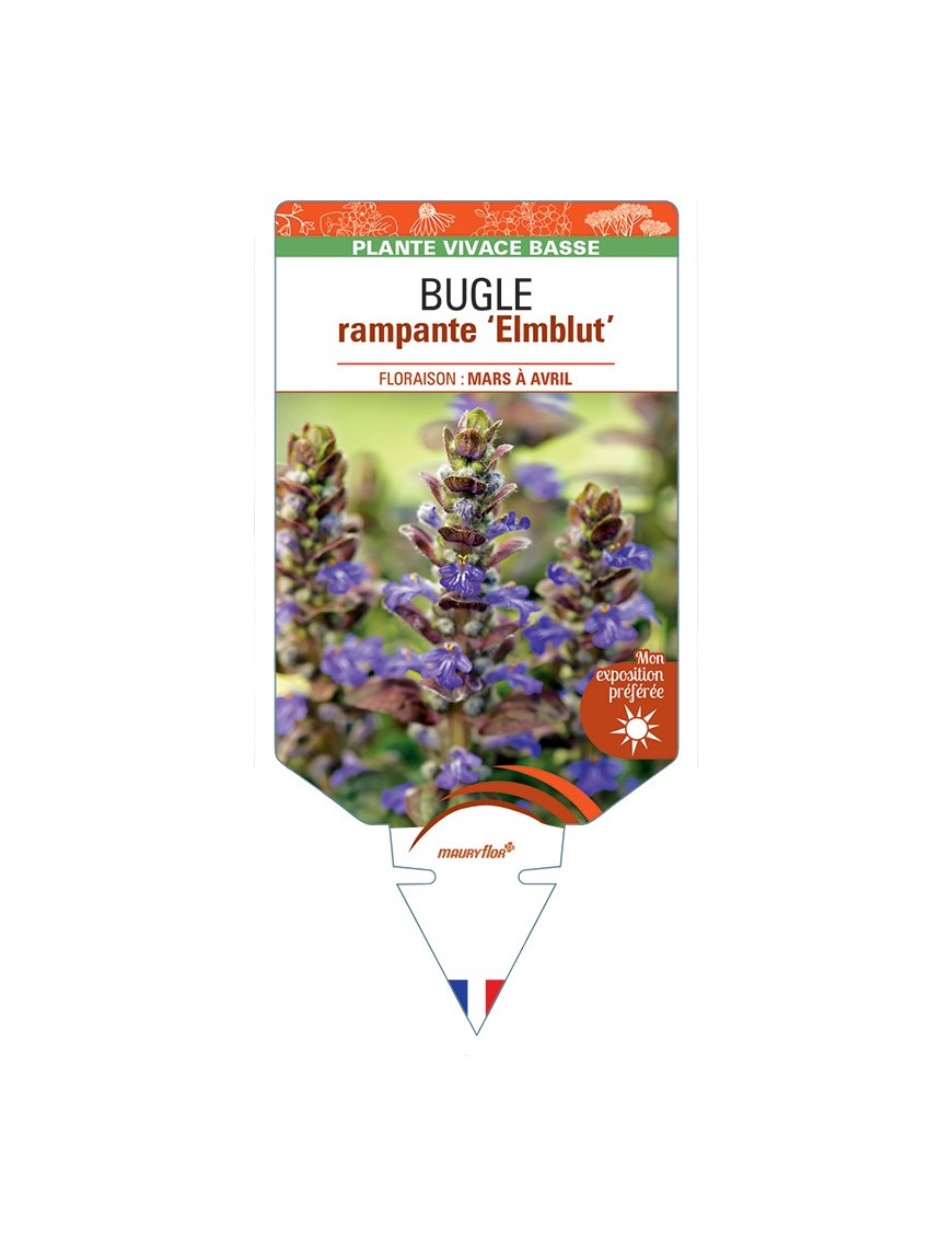 AJUGA reptans Elmblut voir Bugle rampante