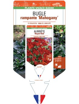 AJUGA reptans Mahogany voir Bugle rampante