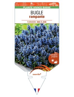 AJUGA tenori voir Bugle rampante