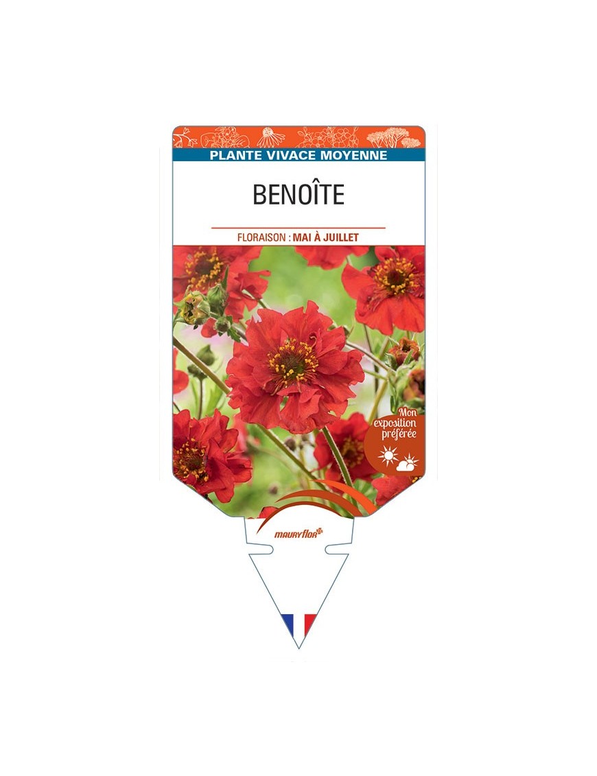 BENOITE (rouge) *