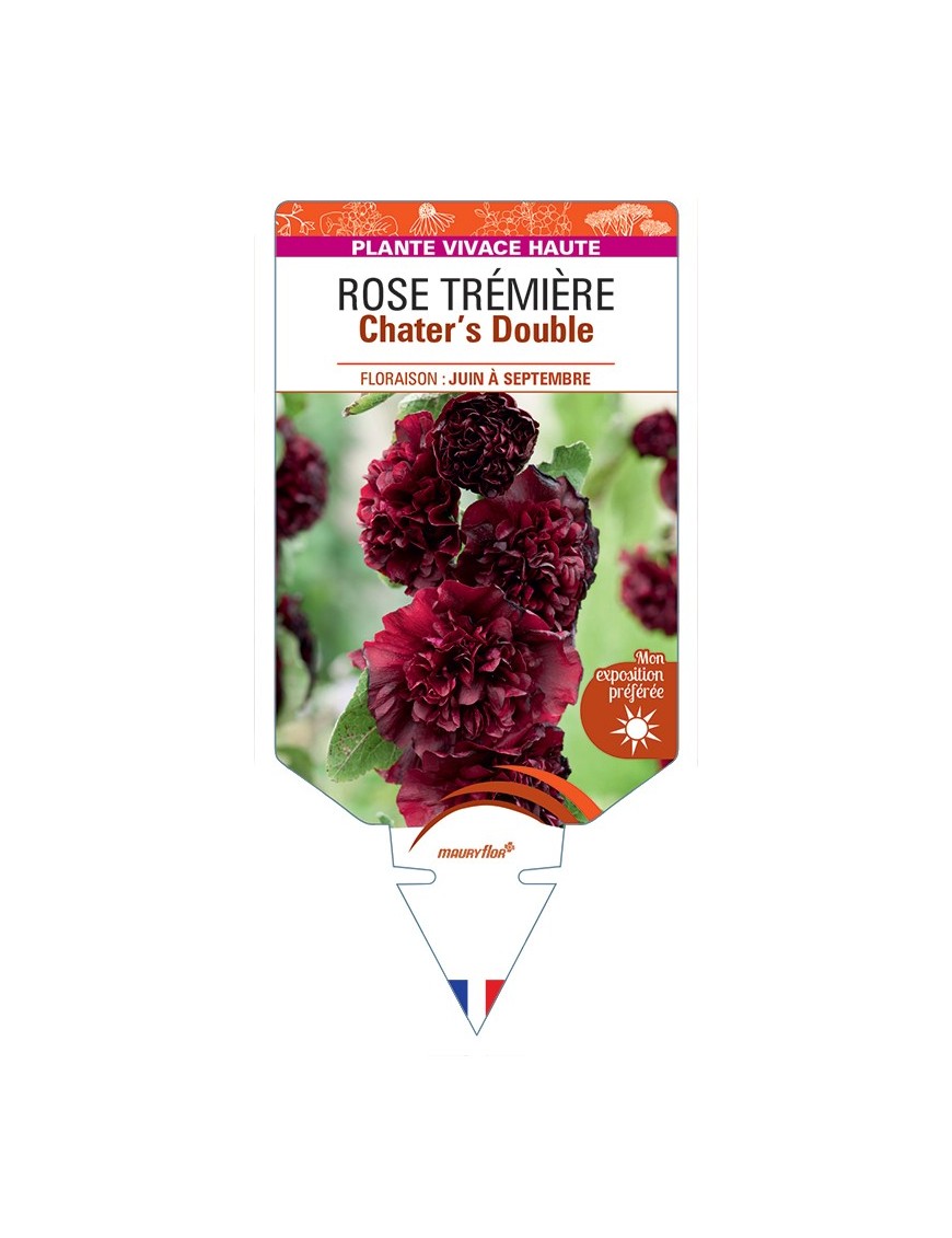 ALCEA ROSEA Chater's Double voir Rose Trémière (brun châtaigne)