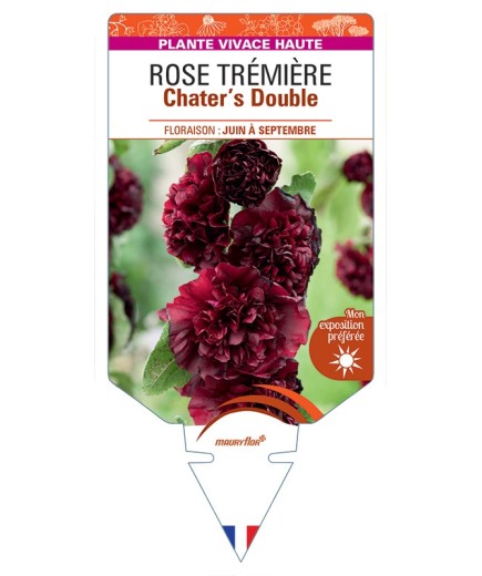 ALCEA ROSEA Chater's Double voir Rose Trémière (brun châtaigne)