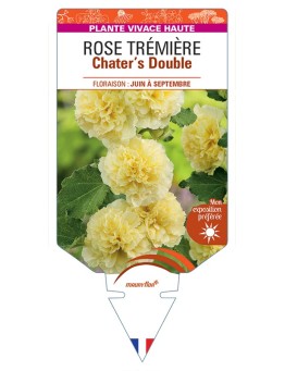ALCEA ROSEA Chater's Double voir Rose Trémière (jaune)