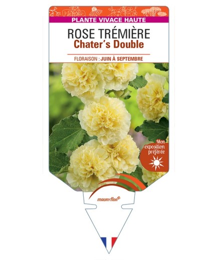 ALCEA ROSEA Chater's Double voir Rose Trémière (jaune)