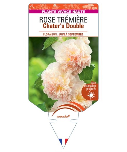 ALCEA ROSEA Chater's Double voir Rose Trémière (rose chamoisé)