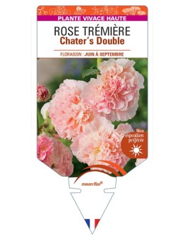 ALCEA ROSEA Chater's Double voir Rose Trémière (rose)