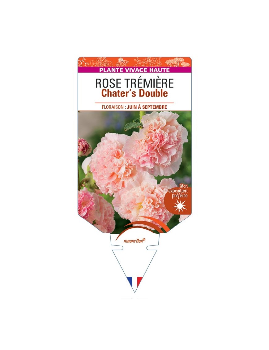 ALCEA ROSEA Chater's Double voir Rose Trémière (rose)
