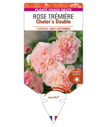 ALCEA ROSEA Chater's Double voir Rose Trémière (rose)
