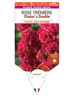 ALCEA ROSEA Chater's Double voir Rose Trémière (rouge)
