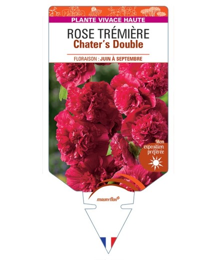 ALCEA ROSEA Chater's Double voir Rose Trémière (rouge)