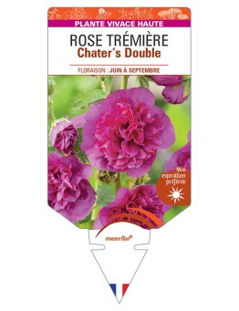 ALCEA ROSEA Chater's Double voir Rose Trémière (violette)