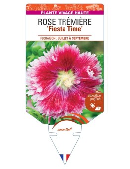 ALCEA ROSEA Fiesta Time voir Rose Trémière