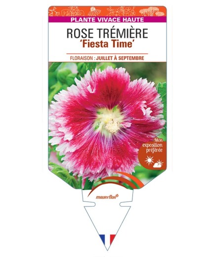 ALCEA ROSEA Fiesta Time voir Rose Trémière