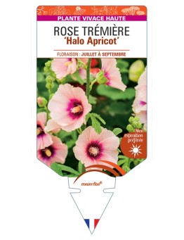 ALCEA ROSEA Halo Apricot voir Rose Trémière
