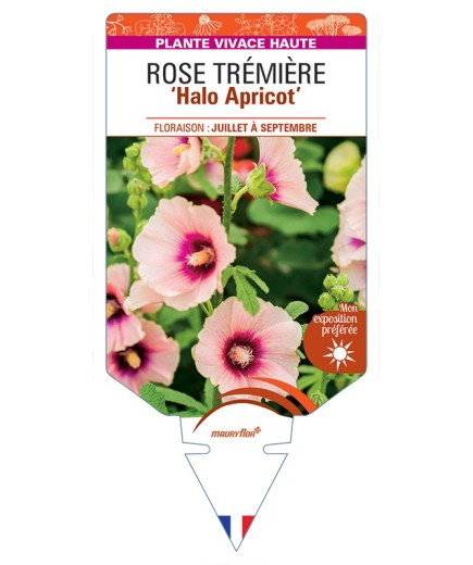 ALCEA ROSEA Halo Apricot voir Rose Trémière