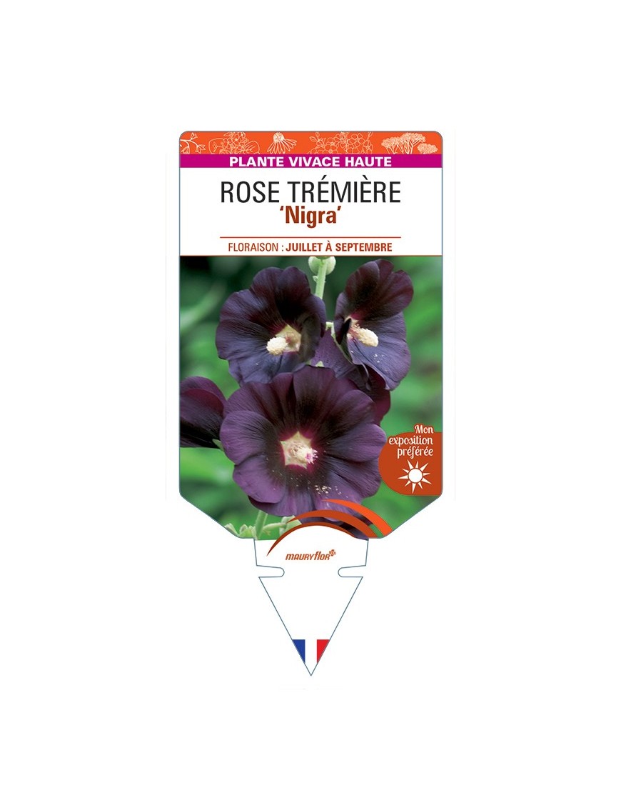 ALCEA ROSEA Nigra voir Rose Trémière