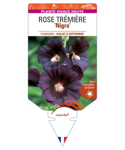 ALCEA ROSEA Nigra voir Rose Trémière