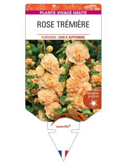 ALCEA ROSEA voir Rose Trémière double (abricot)
