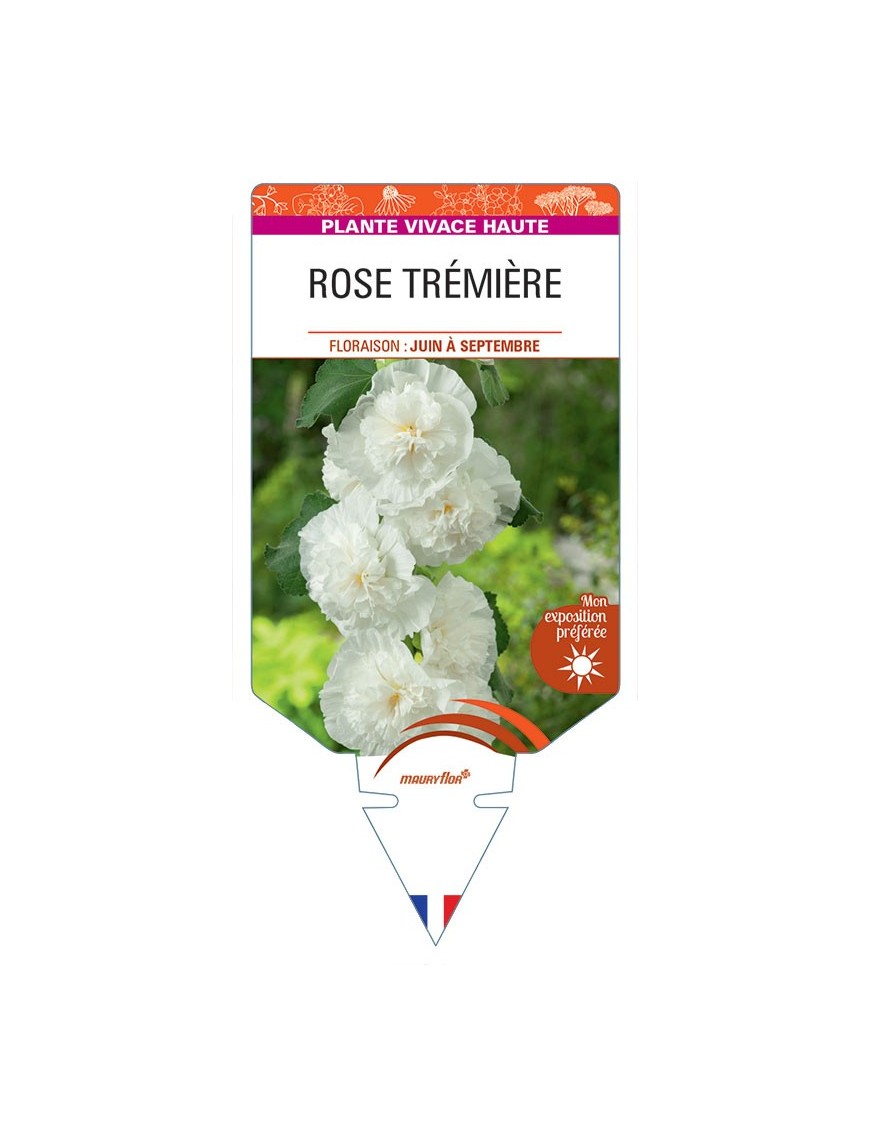 ALCEA ROSEA voir Rose Trémière double (blanc)