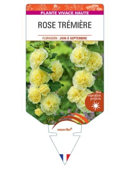 ALCEA ROSEA voir Rose Trémière double (jaune)