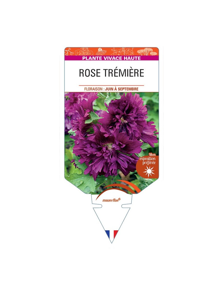 ALCEA ROSEA voir Rose Trémière double (violet)